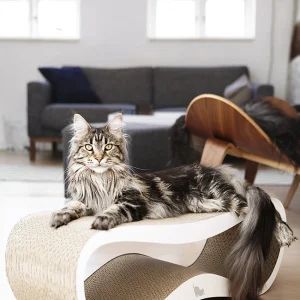 Griffoir Pour Chat Design LUI My Kotty beauté 27